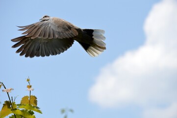 a gray dove with outstretched wings flies