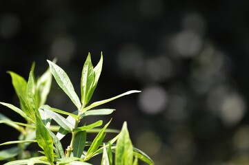 green leaves of the plant in the spring