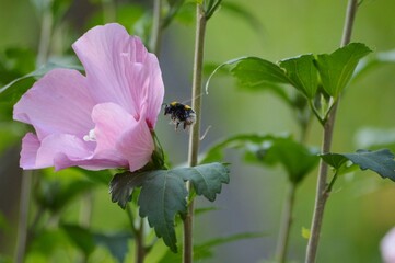 a bumblebee in flight towards a pink flower