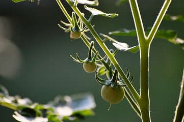 small green tomatoes in the garden