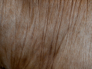 Brown cow coat in the detail - texture
