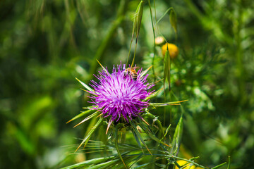 Israel - a beautiful wild flower with a bee