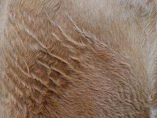 Brown cow coat in the detail - texture
