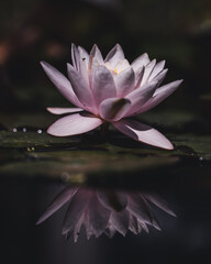 pink lotus flower