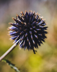 thistle in bloom