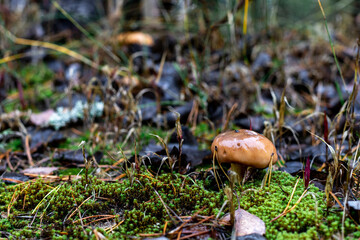 Edible wet mushroom in a pine forest. A forest mushroom growing in moss around which spruce needles and darkened fallen leaves lie. Beautiful close-up of a forest mushroom. Selective focus