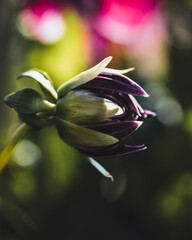 close up of a flower