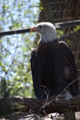 North American Bald Eagle