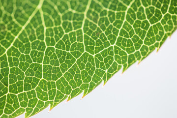 Green leaf with macro veins