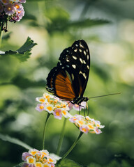 butterfly on flower