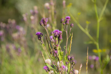 Wildflowers and grass in summer