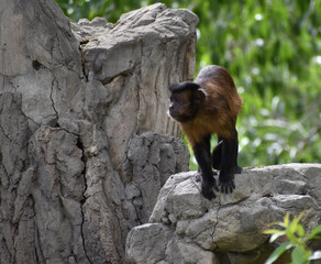 Capuchin Monkey Playing on Rock