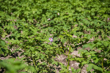 Potatoes grow in bloom in the field