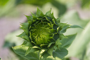 Sunflower green unopened big summer