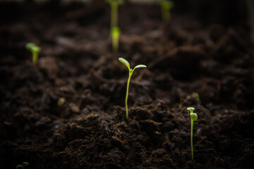 Green sprout on black ground