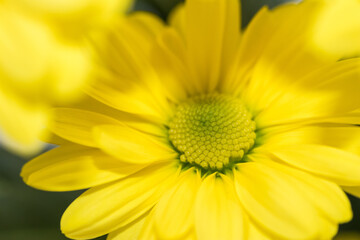 Yellow flower macro petals summer