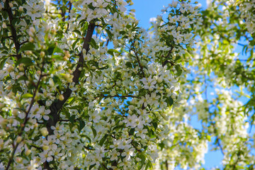 Apple blossoms on a tree spring