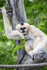Female White Cheeked Gibbon in Tree