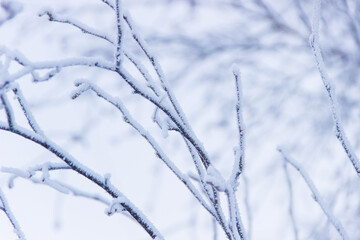 Frozen branches in frost in winter