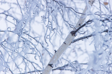 Frozen branches in frost in winter