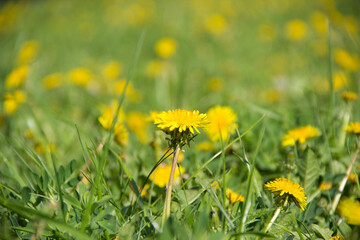 Wildflowers dandelions yellow on the field