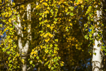 Autumn leaves and branches of the birch tree