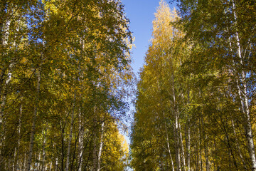 Autumn yellow trees against the sky