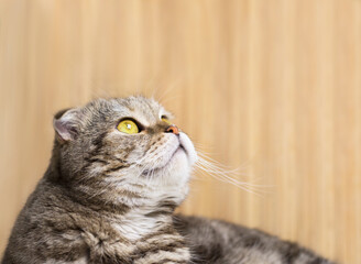 Portrait of a cat on a wooden background.