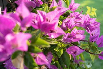 Close up of beautiful flowering bougainvillea branches in the light of sunrise. Selective focus