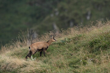 Chamois, Rupicabra rupicabra