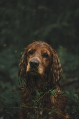 cocker spaniel dog
