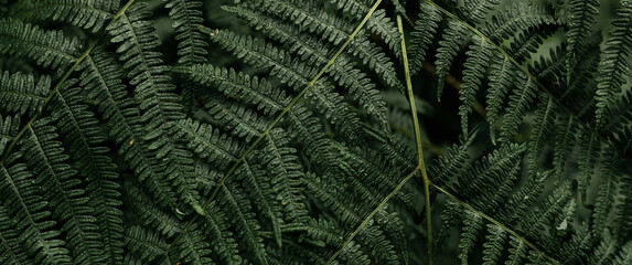 close up of fern. Green fern in nature, wallpapers 3440 x 1440