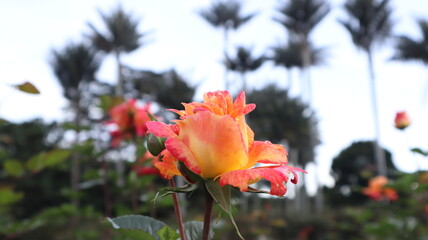 Obraz premium Red poppy flower