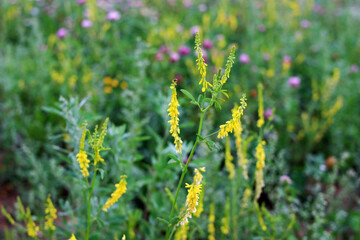 Yellow flowers grow in a green field