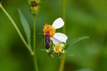 Common Cotton Stainer Bug aka Dysdercus suturellus in Everglades National Park, Florida, United States