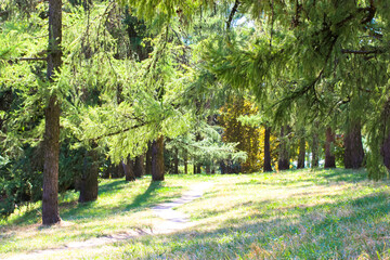A sunny glade in a conifer, spruce forest at warm summer, spring or fall day. A natural landscape without people. Tall evergreen pine trees. A hiking path goes into a distance. Beautiful natural scene