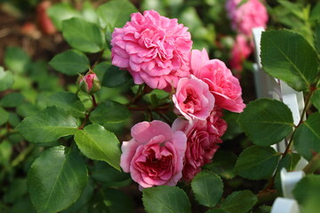 pink rose bush