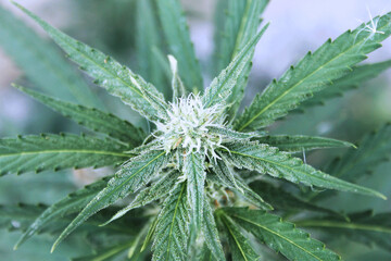 Flowering Cannabis