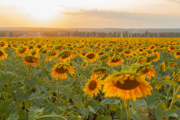 Obraz premium Sunflower field on a warm summer evening