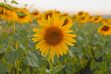Large sunflower in a sunflower field against the backdrop of a beautiful sunset.