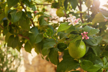 Bunch of fresh green lemons on a lemon tree branch in sunny garden