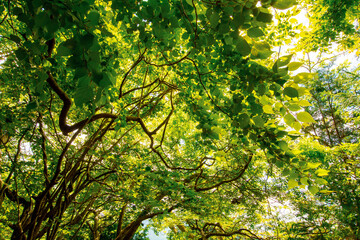 green leaves in sunlight