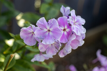 Fototapeta na wymiar purple phlox garden flower