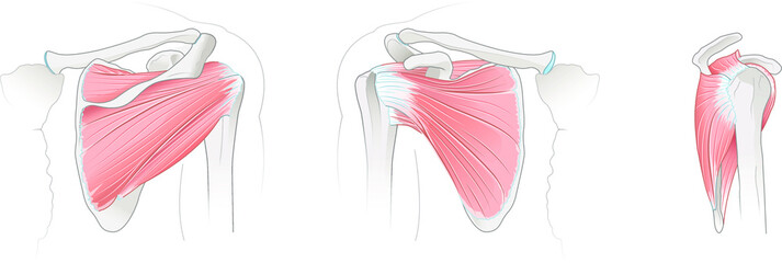 Shoulder anatomy. Rotator cuff muscles. Vector illustration