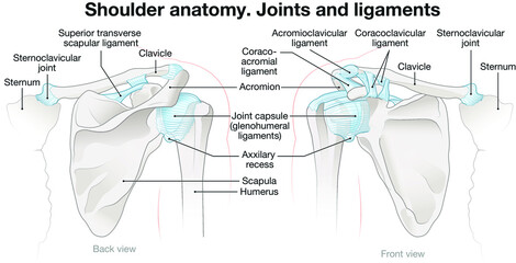 Shoulder anatomy. Joints and ligaments. Labeled vector illustration - obrazy, fototapety, plakaty