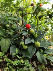 tomato garden