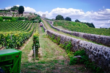 Saint-Emilion., Vigne.