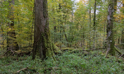 Deciduous stand with hornbeams and oaks