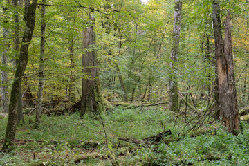 Deciduous stand with hornbeams and oaks