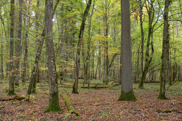 Deciduous stand with hornbeams and oaks